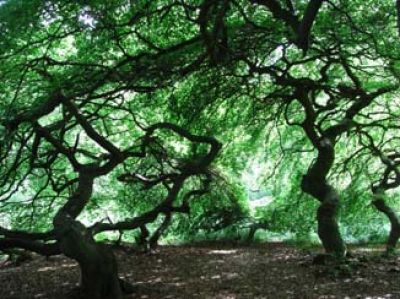 Die Hexenbuchen von Rügen entdecken